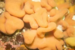 Cystodytes lobatus thumbnail 3
