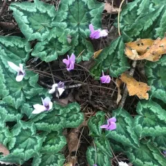 Ivy-leaved cyclamen thumbnail 3