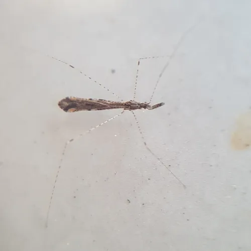 Thread Bug
