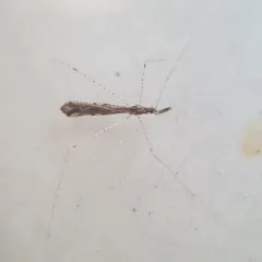 Thread Bug thumbnail 1