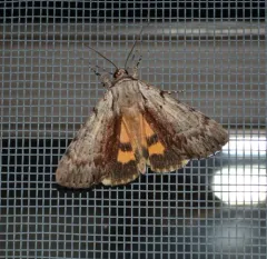 Graceful Underwing thumbnail 4