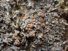 Silver-rimmed Shingle Lichen thumbnail 2