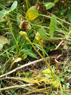 Choriso bog orchid thumbnail 1