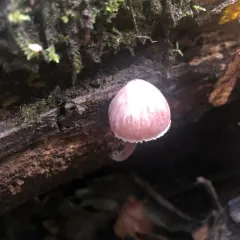 Bleeding Fairy Helmet thumbnail 3