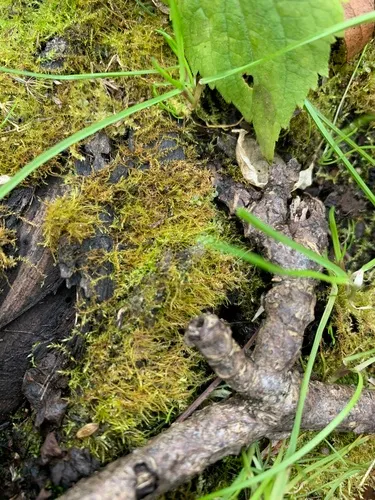 Constricted Feather-moss