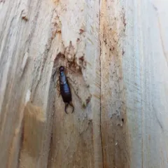Western Earwig thumbnail 3