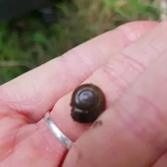 Draparnaud's Glass Snail thumbnail 3