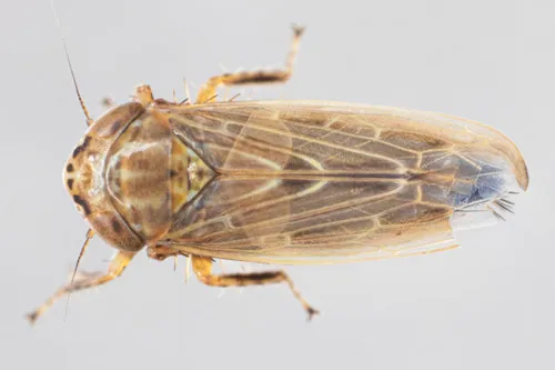 Deltocephalus balli
