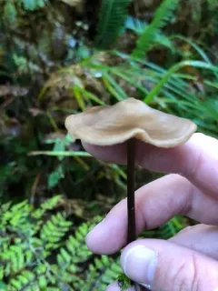 Entoloma bicoloripes thumbnail 1