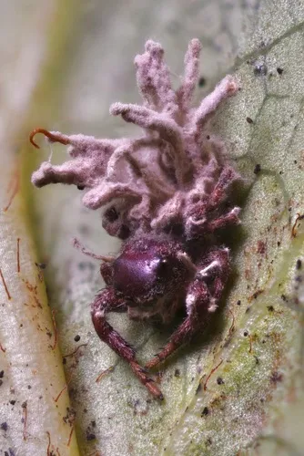 Acrodontium crateriforme