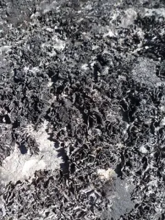 Roughened Rocktripe Lichen thumbnail 3