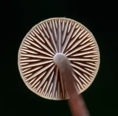 Bogbodia uda thumbnail 1