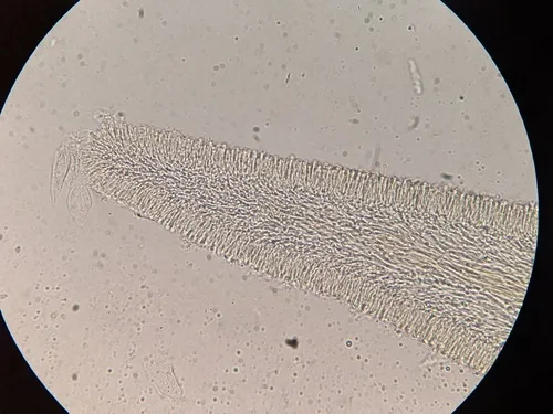 Panellus violaceofulvus