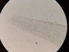 Panellus violaceofulvus thumbnail 1