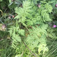 Cow Parsley thumbnail 2