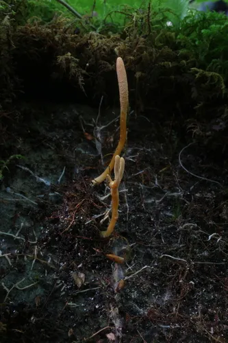 Blackwellomyces cardinalis