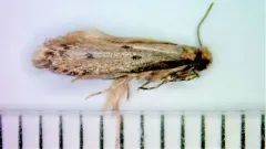 Niditinea sabroskyi thumbnail 2