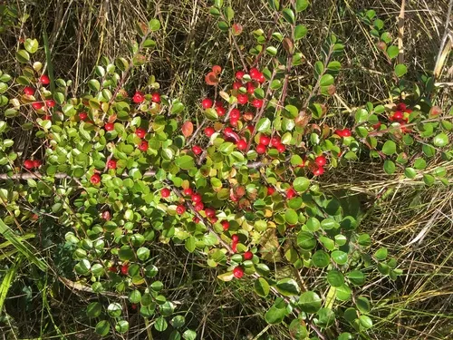 Hjelmqvist's Cotoneaster