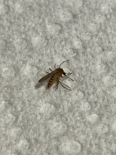 Common house mosquito thumbnail 3