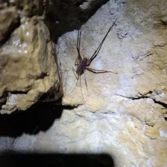 Square-legged Camel Cricket thumbnail 4