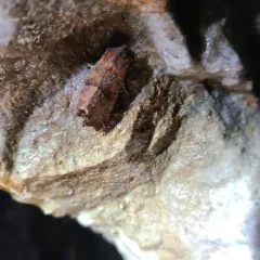 Herald Moth thumbnail 4