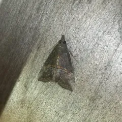 Green Cloverworm Moth thumbnail 3