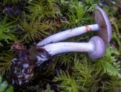Cortinarius salor thumbnail 2