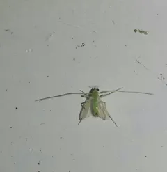 Stenochironomus macateei thumbnail 4