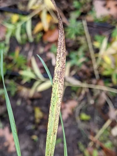 Lemongrass Rust