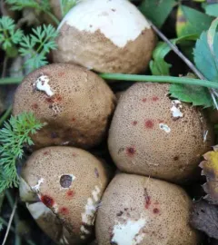Epicoccum nigrum thumbnail 2