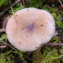 Lilac Bonnet thumbnail 3