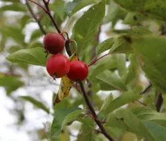 Pear-leaf Crabapple thumbnail 3