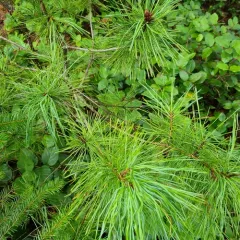 western white pine thumbnail 2