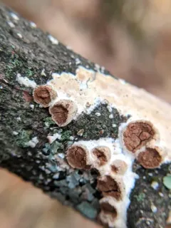 Scytinostroma artocreas thumbnail 1