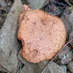 Western Painted Suillus thumbnail 4