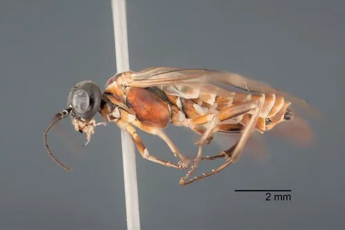 Monsoma inferentium