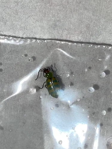 Banded Cucumber Beetle