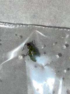 Banded Cucumber Beetle thumbnail 1