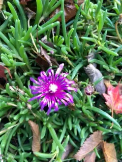 pink trailing iceplant thumbnail 3