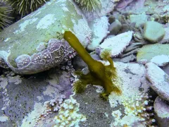 Horned Stalked Jellyfish thumbnail 3