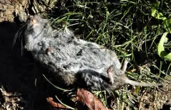 Gray-tailed Vole thumbnail 2