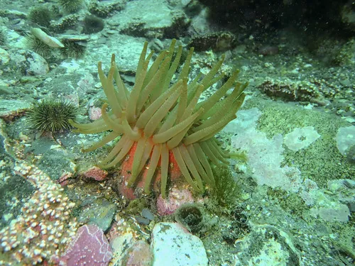 Cribrinopsis similis