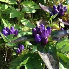 bottle gentian thumbnail 2