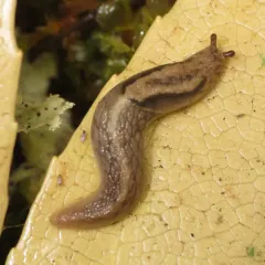 Reticulate Taildropper thumbnail 2