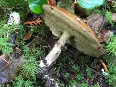 Suillus subolivaceus thumbnail 2