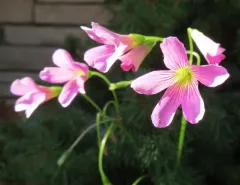 Largeflower pink-sorrel thumbnail 2