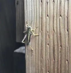 Cascade Timberline Grasshopper thumbnail 2