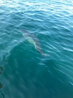 Great White Shark thumbnail 3