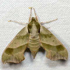 Virginia Creeper Sphinx thumbnail 4