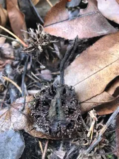 Sweetgum Xylaria thumbnail 2